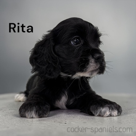 puppy, for, sale, Cocker Spaniel, Joe & Cherri  Overlease, dog, breeder, Miller, MO, dog-breeder, puppy-for-sale, forsale, nearby, find, puppyfind, locator, puppylocator, aca
